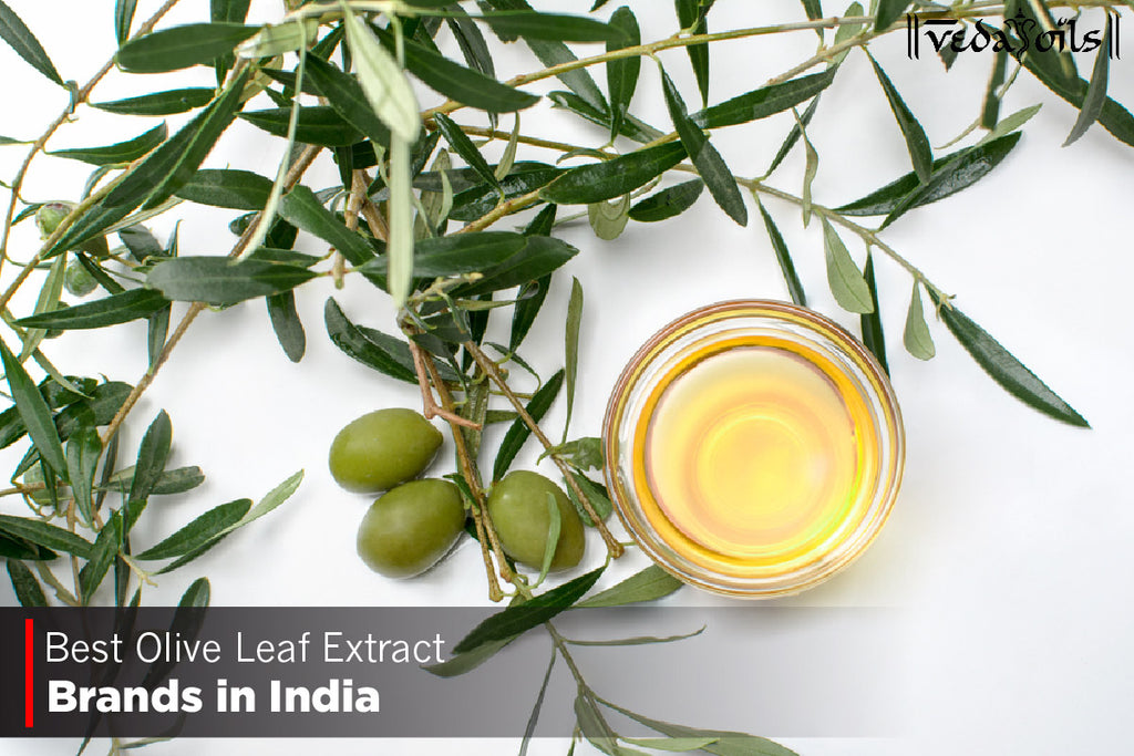 5 Best Olive Leaf Extract Brands in India 2023 VedaOils