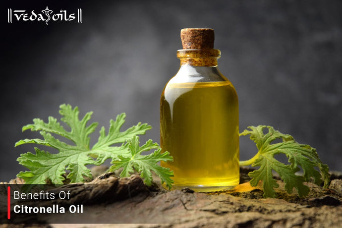 Benefits Of Citronella Oil | Citronella Essential Oil Uses