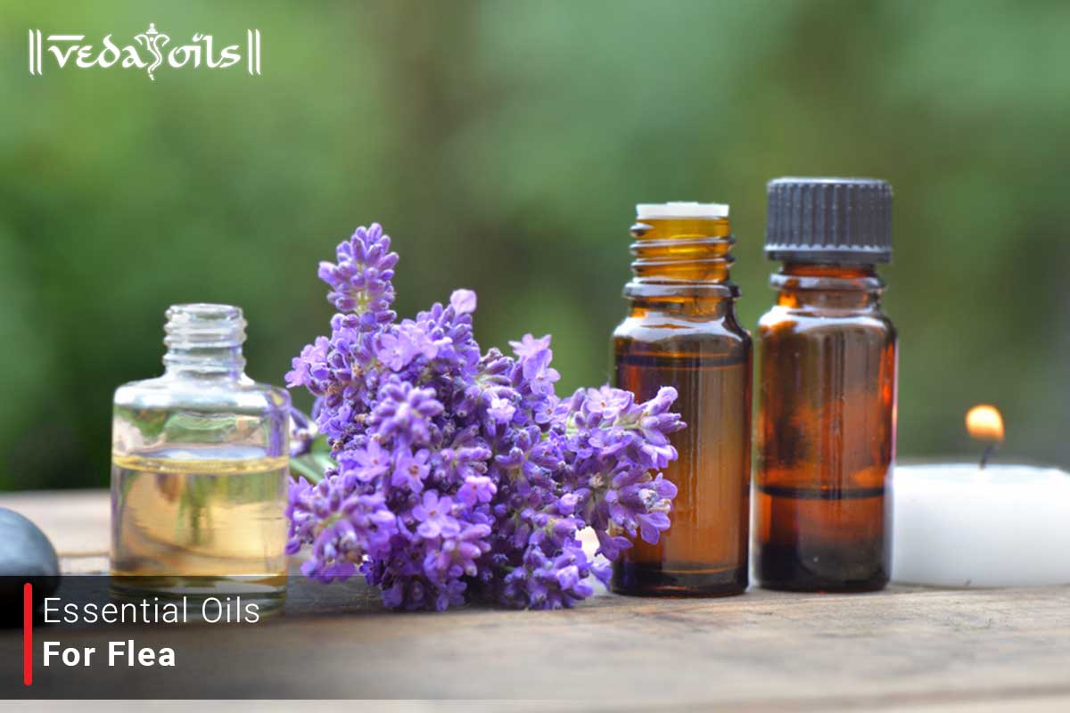 Essential Oils for Fleas - Protect Your Dog & Cat From Fleas – VedaOils - Pregnant Cat Flea Protection Using Essential Oils