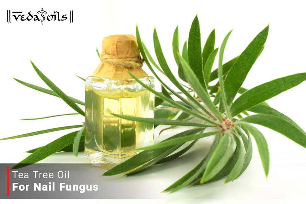 Tea Tree Oil For Nail Fungus Toenail Fungus Treatment Oil VedaOils