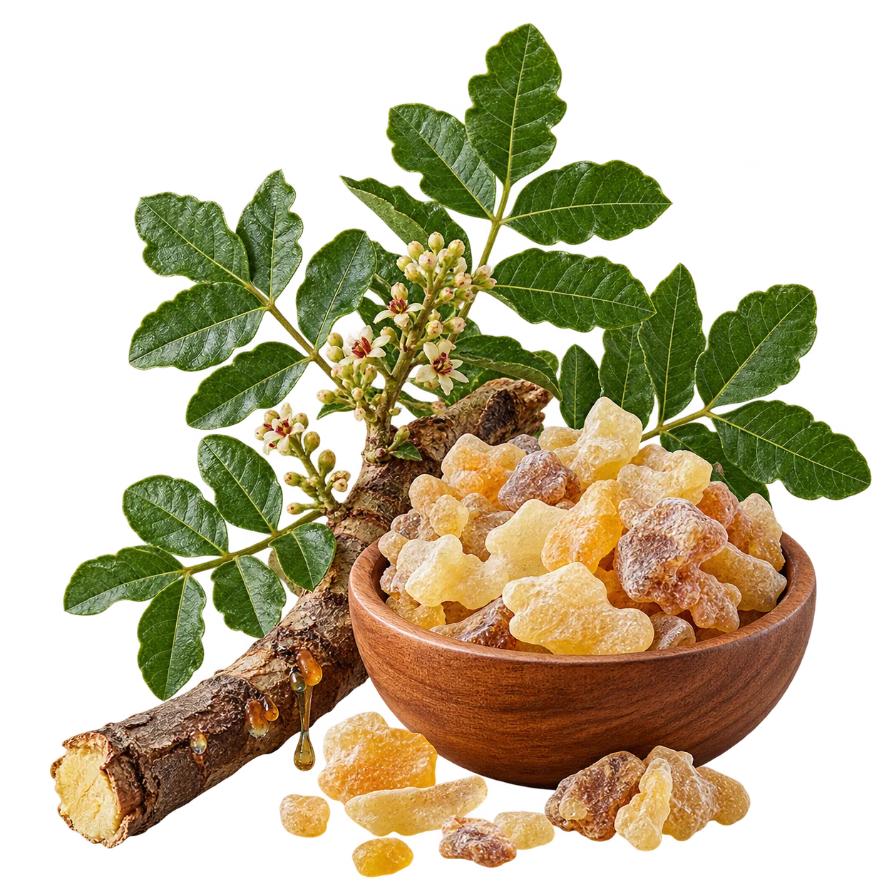 Boswellia