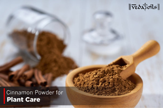 Cinnamon Powder for Plant Care - Benefits & DIY Recipes