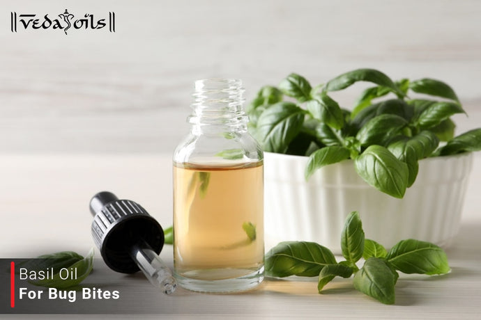 Basil Oil For Bug Bites: How To Use Basil Oil To Repel Mosquitoes & Insects