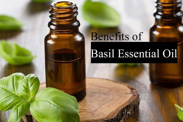 Basil Oil : Benefits and Uses