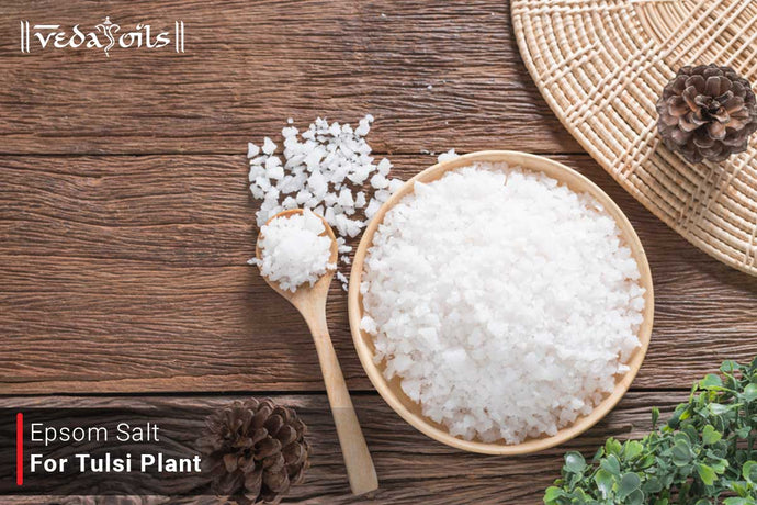 Epsom Salt For Tulsi Plant - Is Epsom Salt Good For The Tulsi Plant?