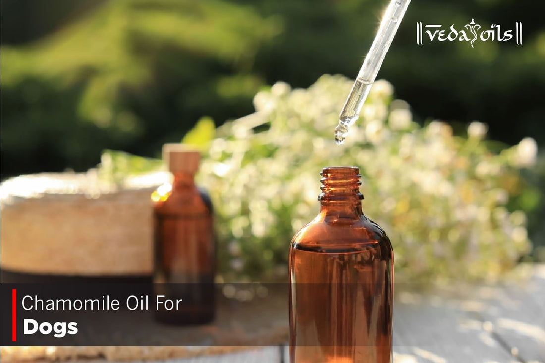 Chamomile Oil For Dogs