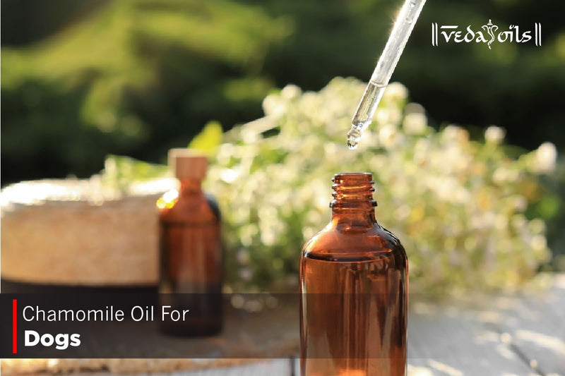 Is Chamomile Essential Oil Safe For Dogs?