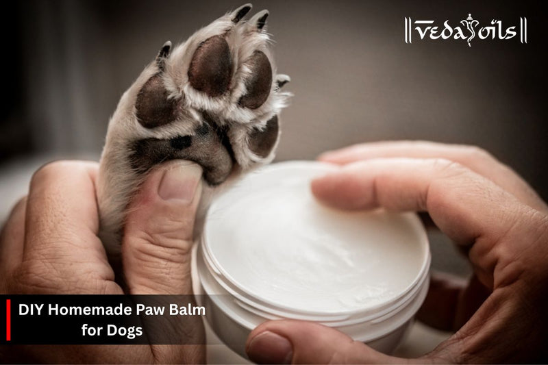 DIY Dog Paw Balm: A Natural Solution for Healthy Paws