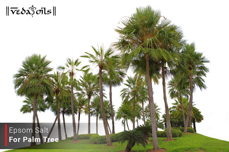 Epsom Salt for Palm Trees - Growth and Strength & Simple Use