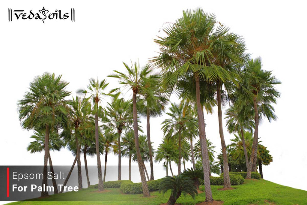epsom-salt-for-palm-tree-benefits-of-epsom-salt-for-palm-trees-vedaoils
