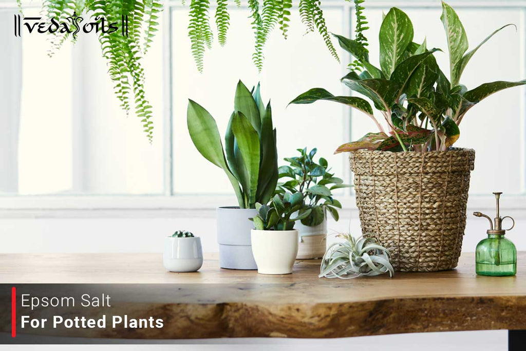 Epsom Salt For Potted Plants Benefits & Uses in Potted Plants VedaOils