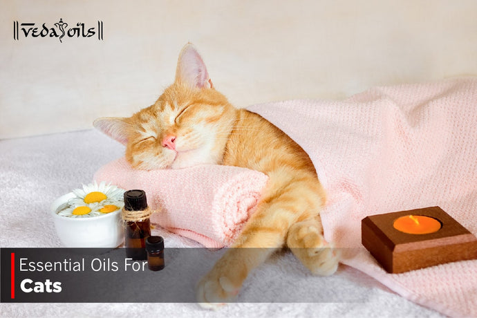 Essential Oils For Cats - Is This Safe For Cats?