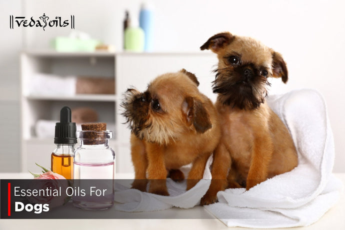 Essential Oils For Dogs - Is This Safe For Dogs?