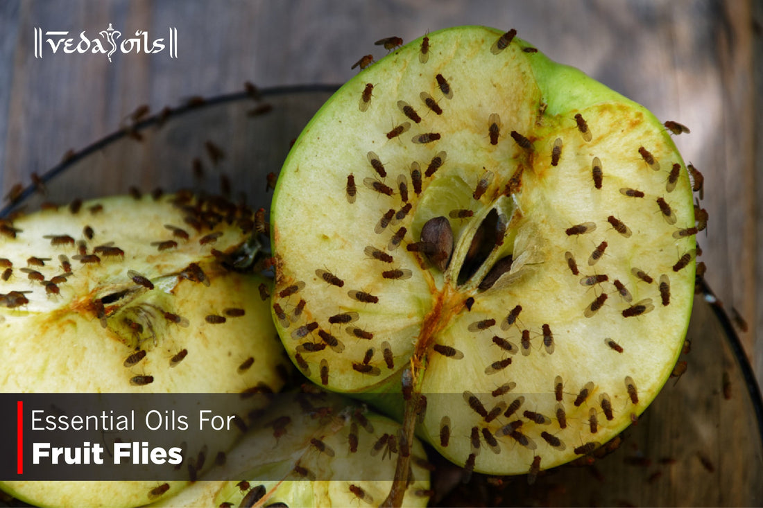 Essential Oils For Fruit Flies