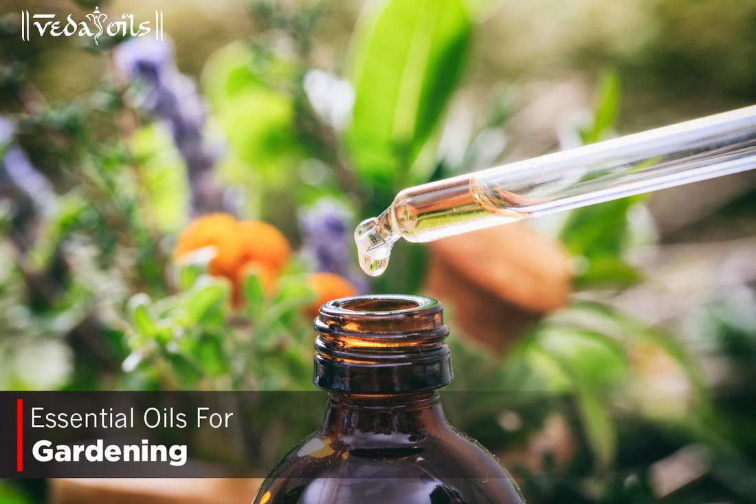 Essential Oils For Gardening