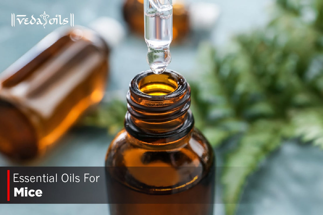 Essential Oils For Mice