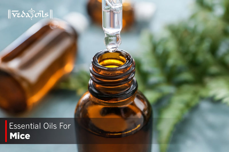 Essential Oils For Getting Rid of Mice