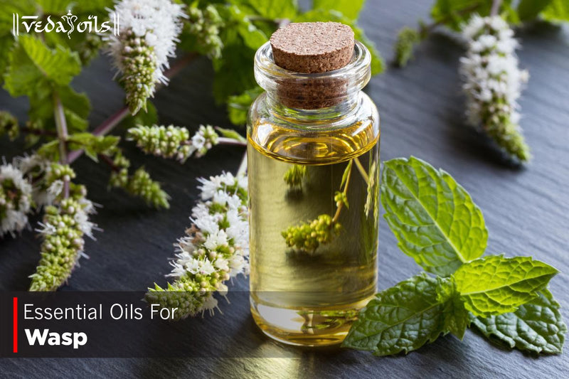 Essential Oils To Repel Wasps - Wasp Repellent Oils
