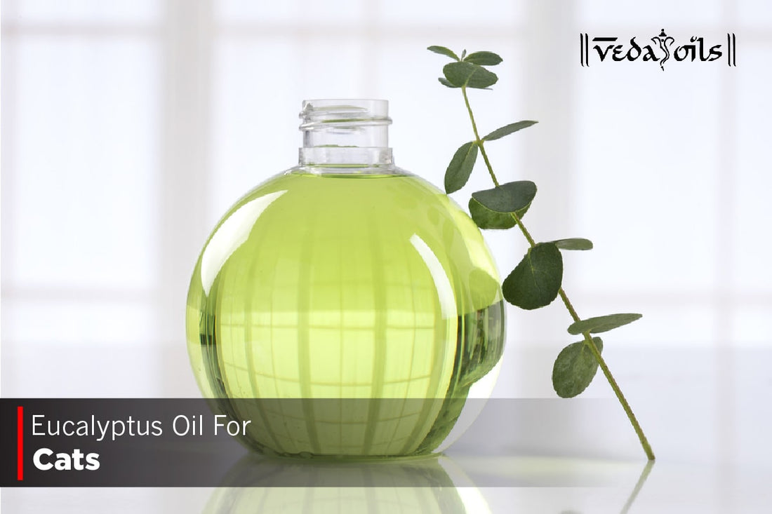 Eucalyptus Oil For Cats