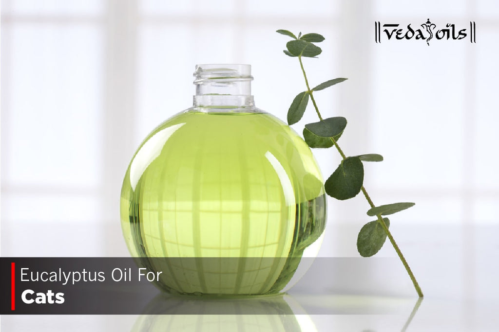 Is Eucalyptus Essential Oil Safe For Cats? VedaOils