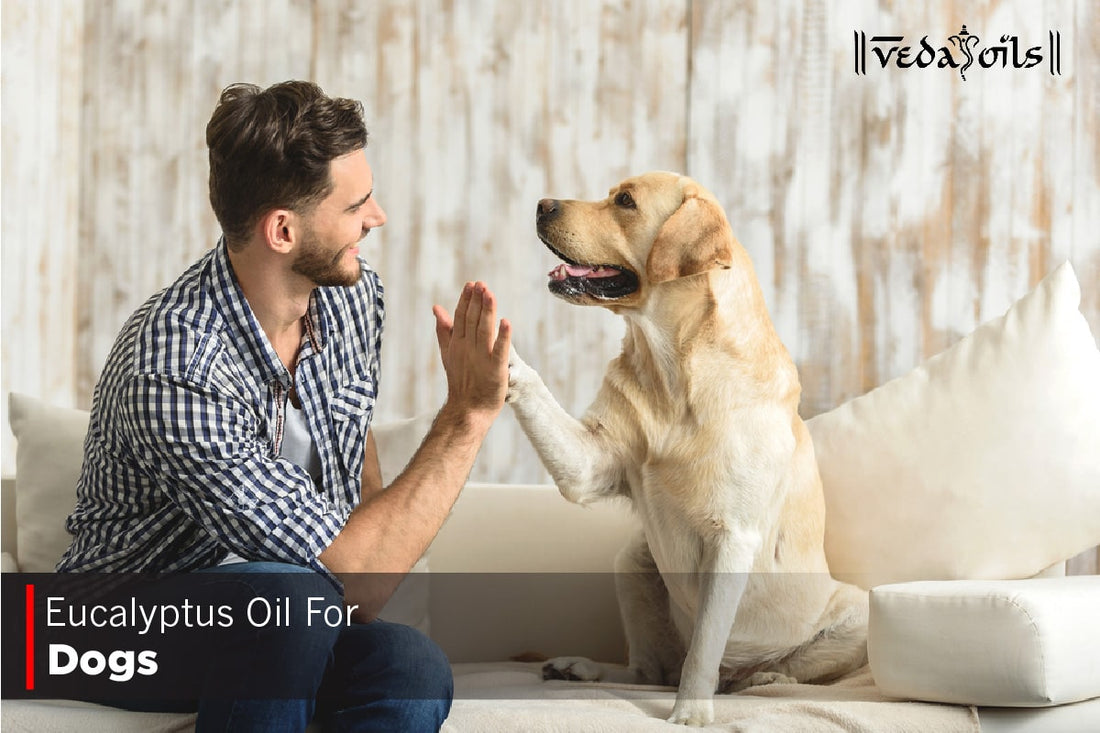 Eucalyptus Oil For Dogs
