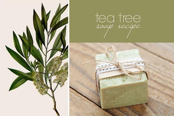 How to Make Tea Tree Oil Soap at Home - Easy Recipe For Beginners
