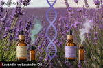 Lavandin vs Lavender Oil - What’s the Real Difference?