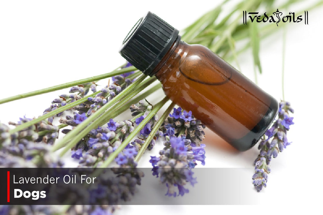 Lavender Oil For Dogs