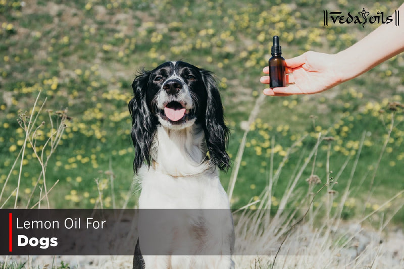 Is Lemon Essential Oil Safe For Dogs?