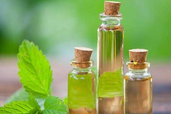 Peppermint Oil : Benefits and Applications of this Super Plant