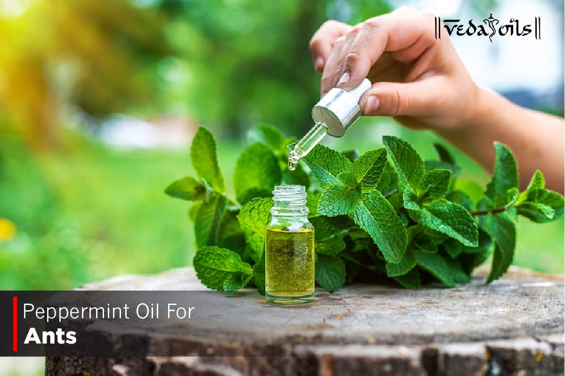 Peppermint Oil For Ants