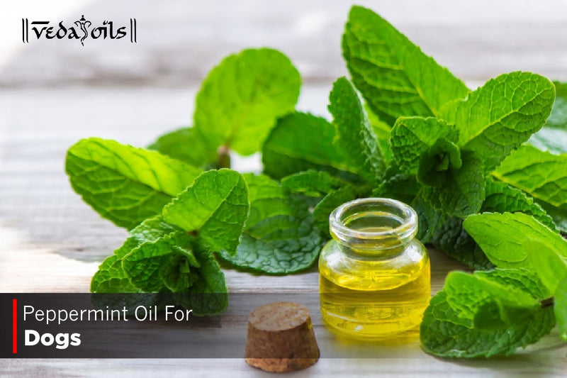 Is Peppermint Essential Oil Safe For Dogs?