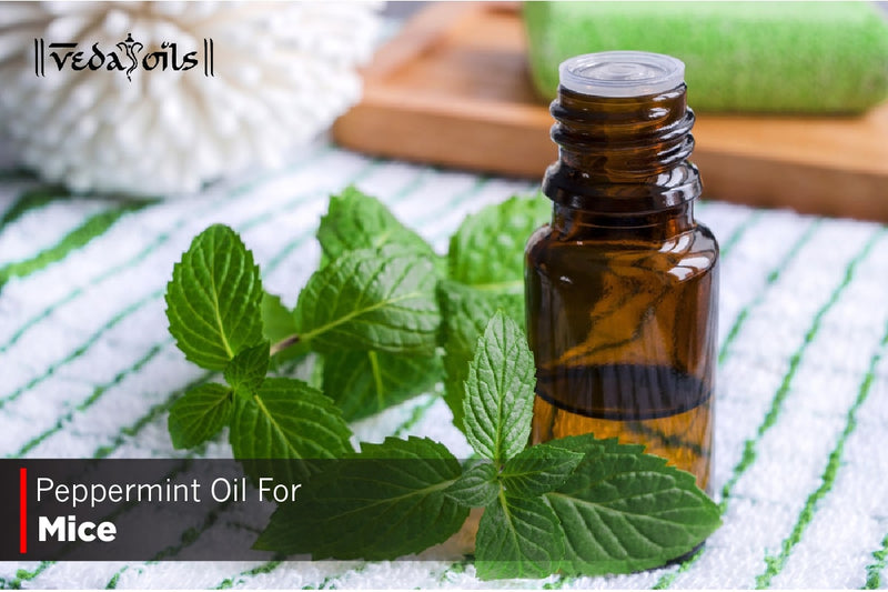 Peppermint Oil For Mice Repellent - Benefits And Uses