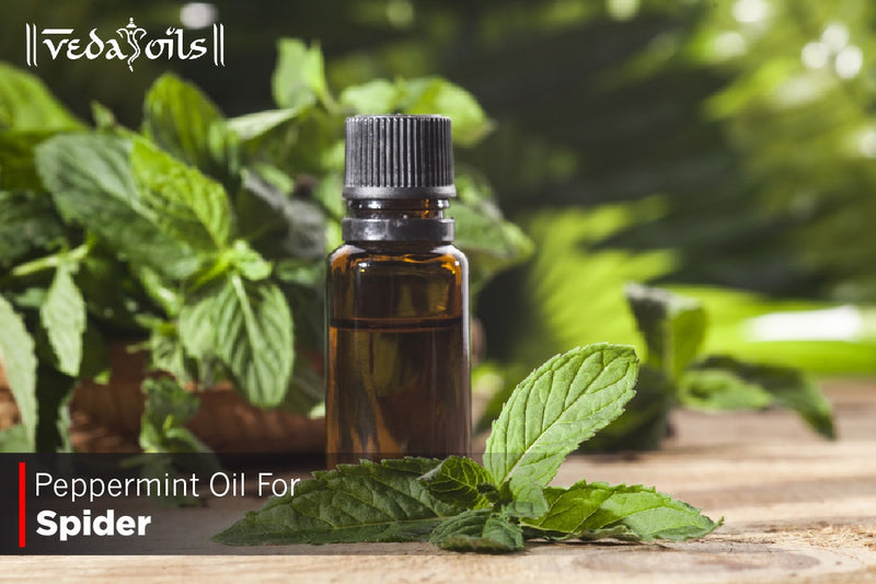 Natural Spider Repellent With Peppermint Oil – 5 Effective DIY Sprays