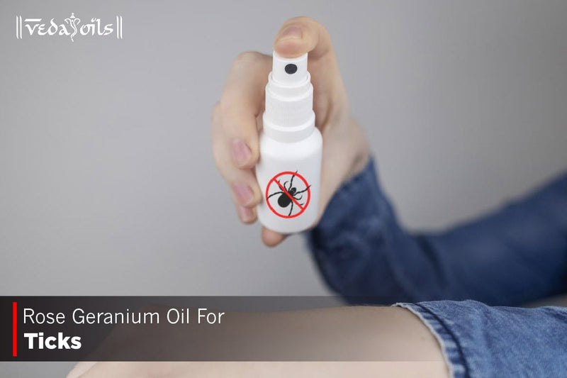 Rose Geranium Oil for Ticks – Benefits, Uses & DIY Repellent Recipe