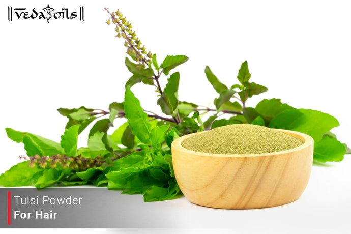 Tulsi Powder For Hair Care - Benefits & How to Use