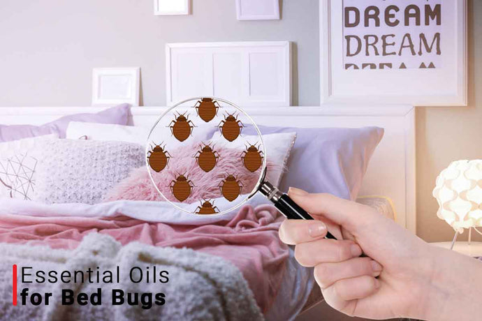 Essential Oils For Bed Bugs Prevention - How To Kill Bed Bugs