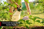DIY Aphid Spray Recipes: Homemade Remedies for Garden & House Plants