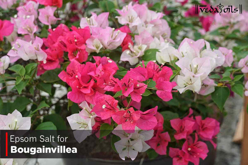 Epsom Salt For Bougainvillea & Plant Growth