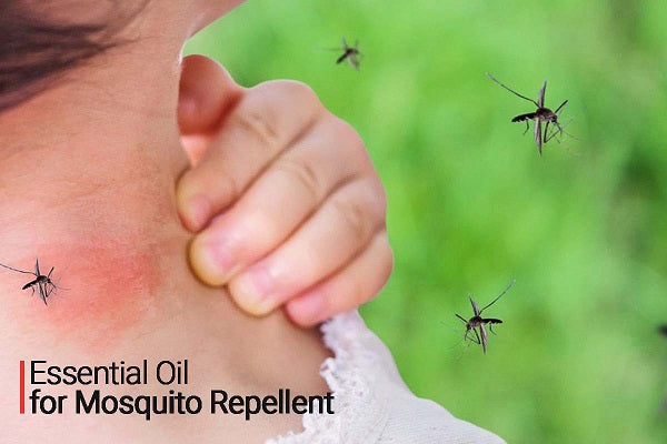 Essential Oils to Repel Mosquitoes - Get Rid of Mosquito Bite Scars
