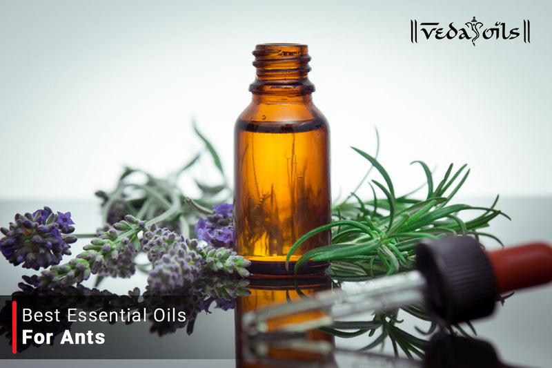 10 Best Essential Oils For Ants Repellent | Anti Ant Oils