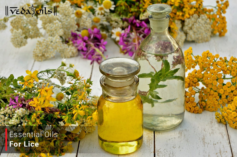 Essential Oils For Lice Treatment: Safe & Natural Solutions
