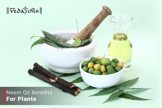 Neem Oil For Plants - Natural Remedy For Controlling Pests