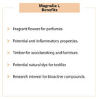 Magnolia L