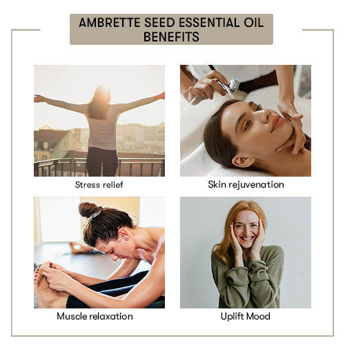 Ambrette Seed Essential Oil Benefits 