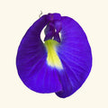 Apranji Fragrance Oil