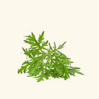 Armoise Essential Oil
