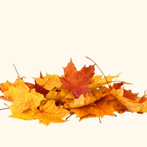 Autumn Wreath Oil Blend