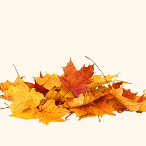 Autumn Wreath Oil Blend