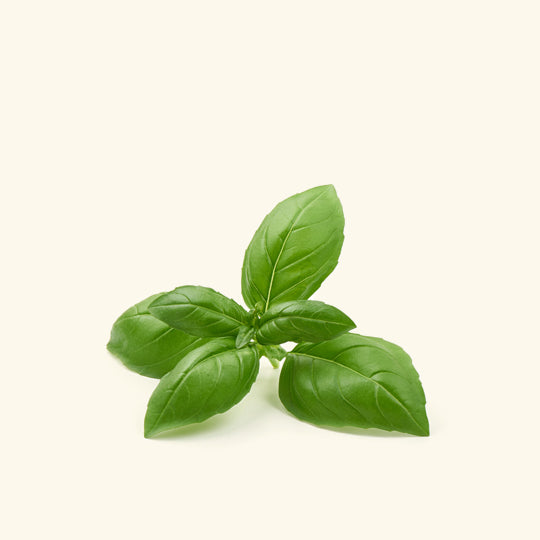 Basil Fragrance Oil